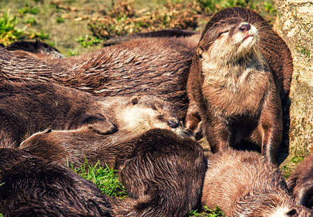 Group of Otters stacked together, enjoying the sunの写真素材