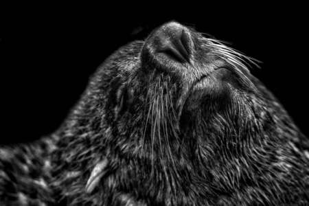 The South American fur seal (Arctocephalus australis)の写真素材