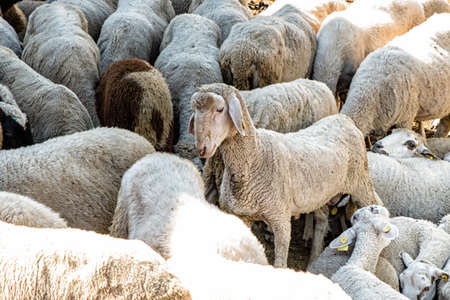 Flock of sheep with one sheep looking up