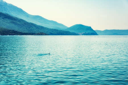 Birds, cormorants on lake Ohrid, Macedoniaの写真素材