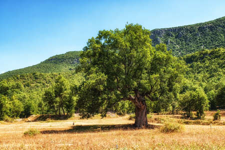 Beautiful tree standing proud in the rural landscape of Macedoniaの写真素材