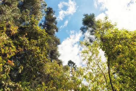 Monarch butterflies flying at the Monarch Butterfly Sanctuary Reserve