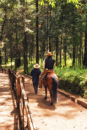 Mexico, Michoacan, Sierra Chincua Monarch Butterfly Sanctuary, Tourists riding horseback up the mountainのeditorial素材