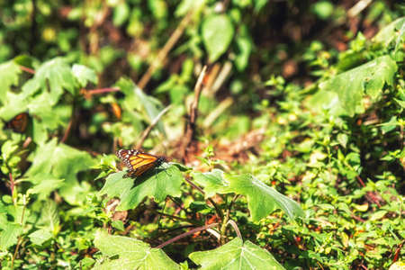 Monarch butterfly close up. Butterflies in the forest. beautiful scenary in the nature. Mexico Butterfly sanctuaries.の写真素材