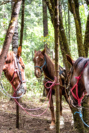 Horses with Riding Saddle Standing in a Green Forest in Mexicoの写真素材