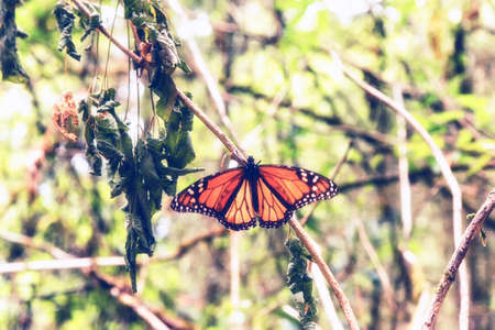 Monarch butterfly close up. Butterflies in the forest. beautiful scenary in the nature. Mexico Butterfly sanctuaries.の写真素材