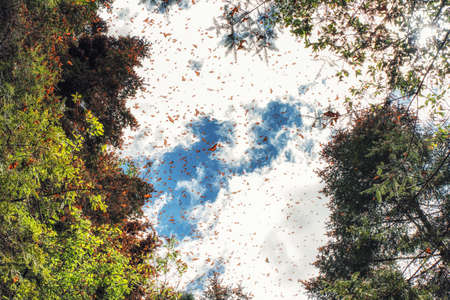 Monarch Butterflies in flight around trees, Michoacan, Mexico