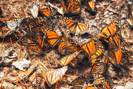Monarch Butterfly Biosphere Reserve, Michoacan, Mexicoの写真素材