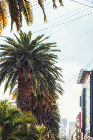 Mexico city scene with main focus on the many palm trees lining the buzy streets.