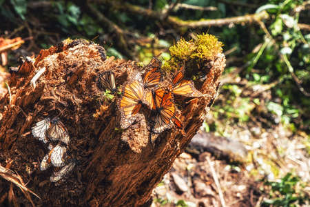 Cluster of Migrating Monarch Butterflies on aTree Branch