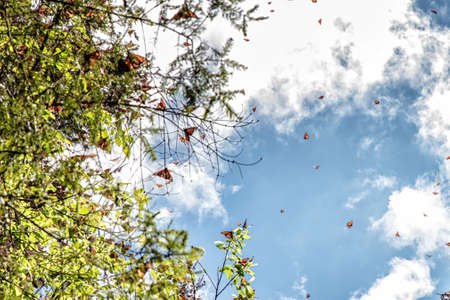 Monarch Butterflies in Michoacan, Mexico, millions are migrating every year and waking up with the sun.の写真素材