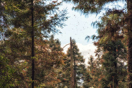Monarch butterflies arriving at Michoacan, Mexico, after migrating from Canadaの写真素材
