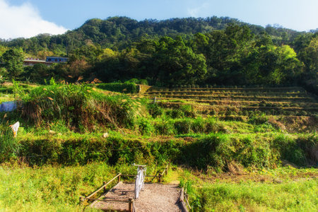 View of a tea plantation on the hills of Maokong in Taiwanのeditorial素材