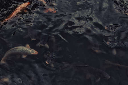 Lot of colorufl koi fishes in japanese garden