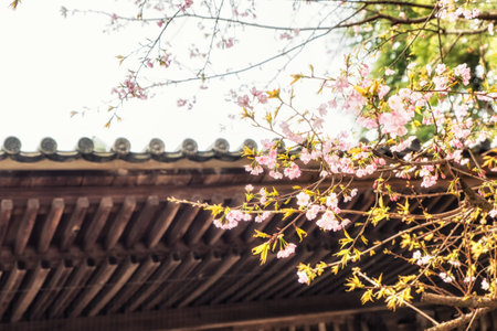 Narita, Japan 17 March, 2018: Traditional Japanese roof tiles and blooming sakura flowers in Shinshoji Temple, Japanのeditorial素材
