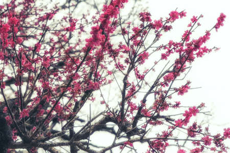 Cherry Blossom in Spring