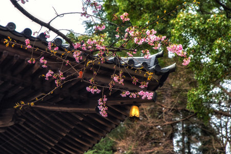 Narita, Japan 17 March, 2018: Traditional Japanese roof tiles and blooming sakura flowers in Shinshoji Temple, Japanのeditorial素材