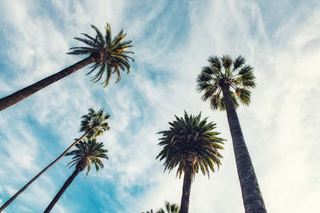 California palm trees in vintage style.の写真素材