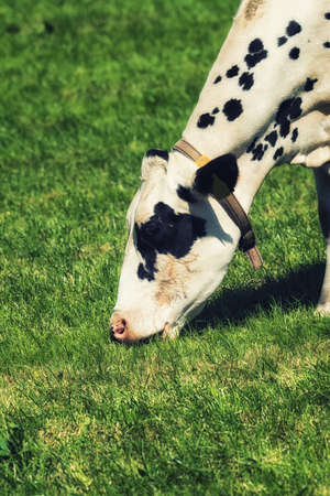 Holstein Cow Eating Green Grass on a Meadowの写真素材