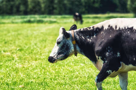 Cows in a fresh grassy field on a clear dayの写真素材