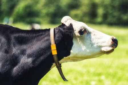Portrait of a dutch black and white Holstein cow