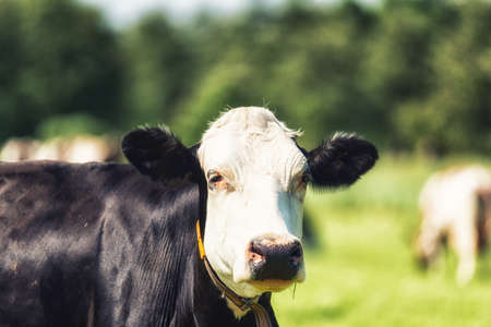 Portrait of a dutch black and white Holstein cow