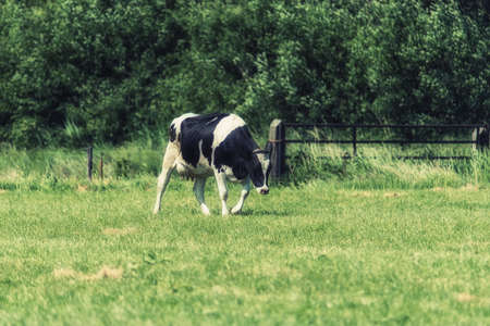 single cow grazing in pasture with forest in the background