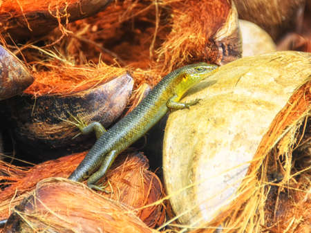 Skink Lizard climbing over empty coconut shells.