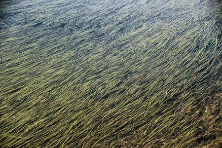 Close-up of green seaweed under water