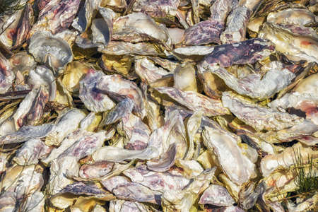 Food Backgrounds empty Oyster shellsの写真素材