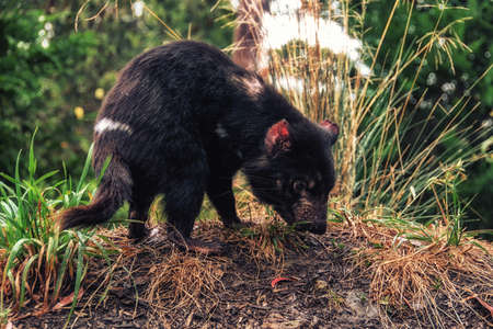 Tasmanian Devil (Sarcophilus harrisii) at the peninsula Tasmania, Australiaの写真素材