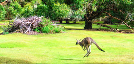 Jumping Kangaroo at Tasman Peninsula, Tasmaniaの写真素材