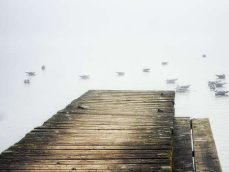 Austria, Mondsee, seagulls in morning mistの写真素材