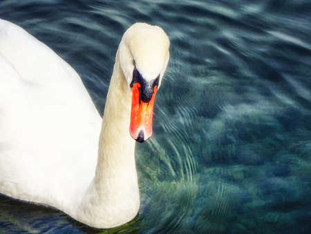 Close portrait of young swanの写真素材