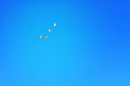 Wild ducks fly in formation against blue skyの写真素材