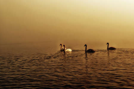 Swan in a misty lakeの写真素材