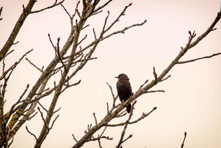 Adult Common Starling (Sturnus vulgaris) bird in Wintertime, Austria