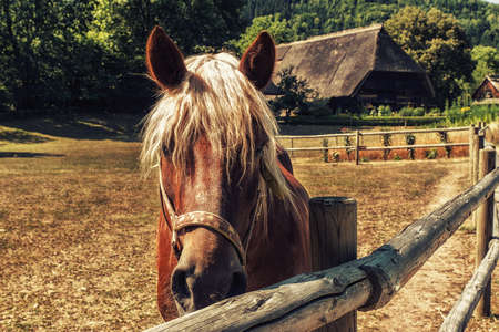 Horse at a traditional Black Forest Farmstead, Germanyの写真素材