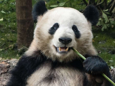 Hungry giant panda bear eating bamboo