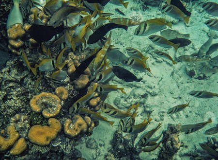 Philippines Palawan Coron Island snorkeling.の写真素材