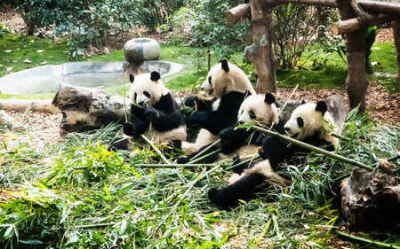 Giant pandas eating bamboo at the Chengdu Research Base of Giant Panda Breeding, Chengdu, Sichuan, Chinaの写真素材