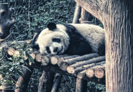 Resting giant panda, Chengdu, China.の写真素材