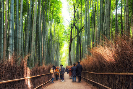 Kyoto, Japan - December 28, 2018: View of the People walking in bamboo forest at Arashiyama Kyoto Japan. famous walking paths Arashiyama bamboo forest in northwestern Kyoto, Japanのeditorial素材