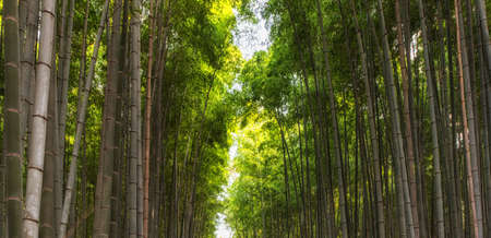 Bamboo grove in Arashiyama, Kyoto, Japan