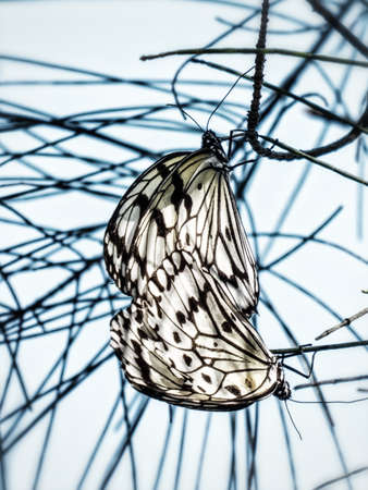 Butterfly mating in nature against a blue sky.の写真素材