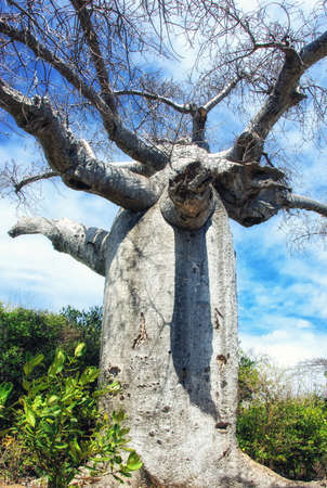 Madagascar, Nosy Be, Nosy Tanikely island weatherbeaten tree