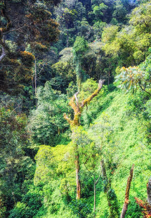 Vines, creepers and moss thrive under the dense canopy of the tropical rainforest in Nyungwe National Park, Rwanda.の写真素材