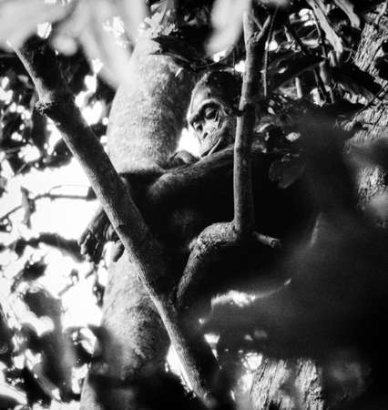 Young chimpanzee  in a tree, wildlife shot, Nyungwe, Rwanda