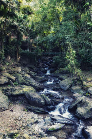 Mountain river flowing through the green forest. Stream in the wood.