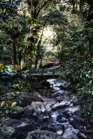 Mountain river flowing through the green forest. Stream in the wood.